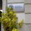 Mimose alla Maria Corti di Lecce